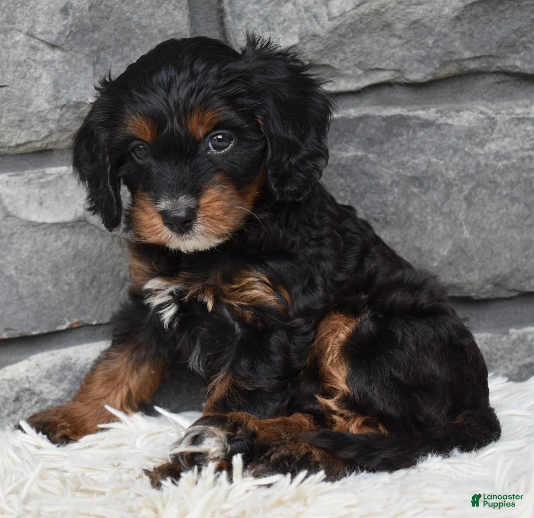 Cavapoo dogs Cavapoo 2 - Ad 2