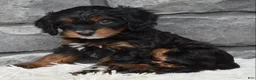 Cavapoo dogs for sale: Cavapoo 2 - Ad 2