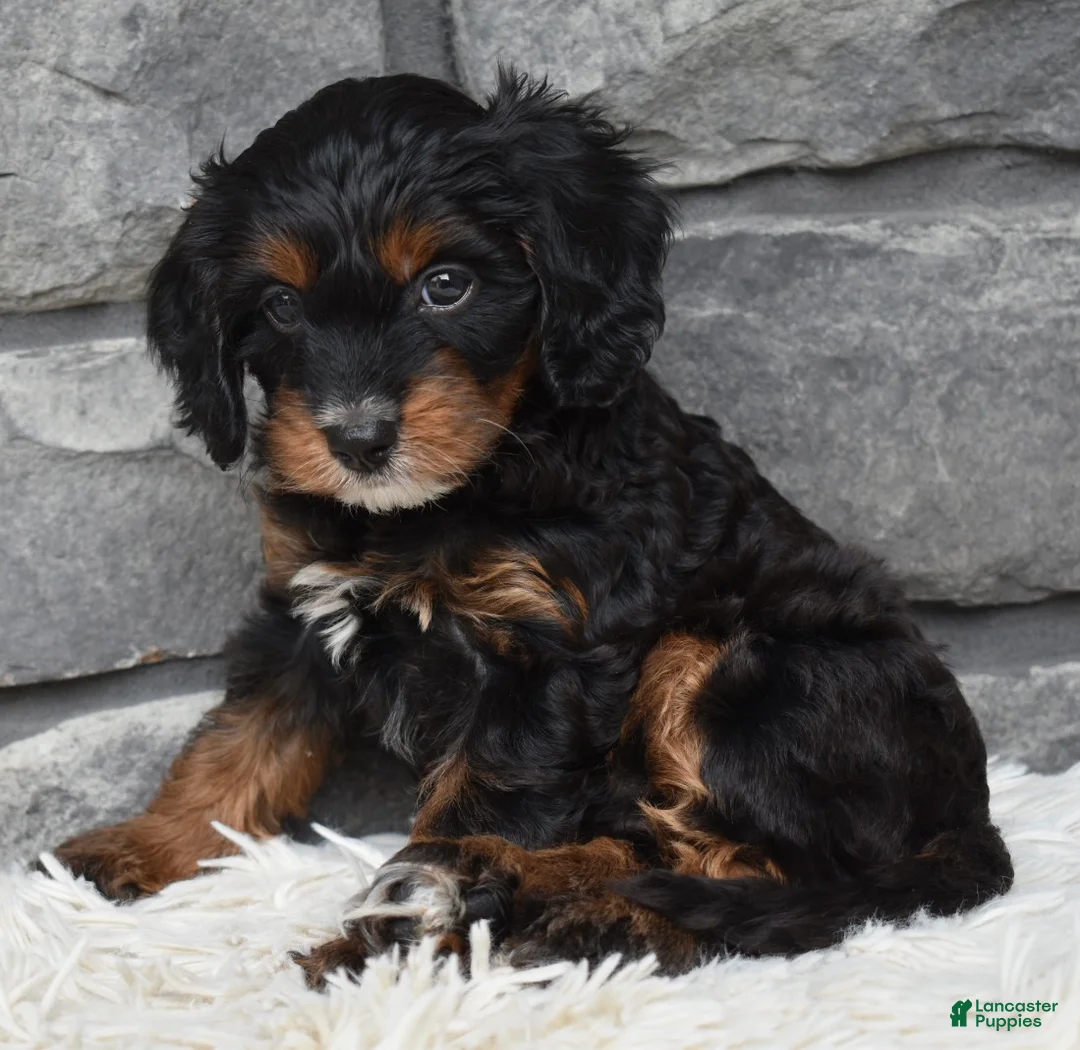 Cavapoo dogs for sale: Cavapoo 2 - Ad 2