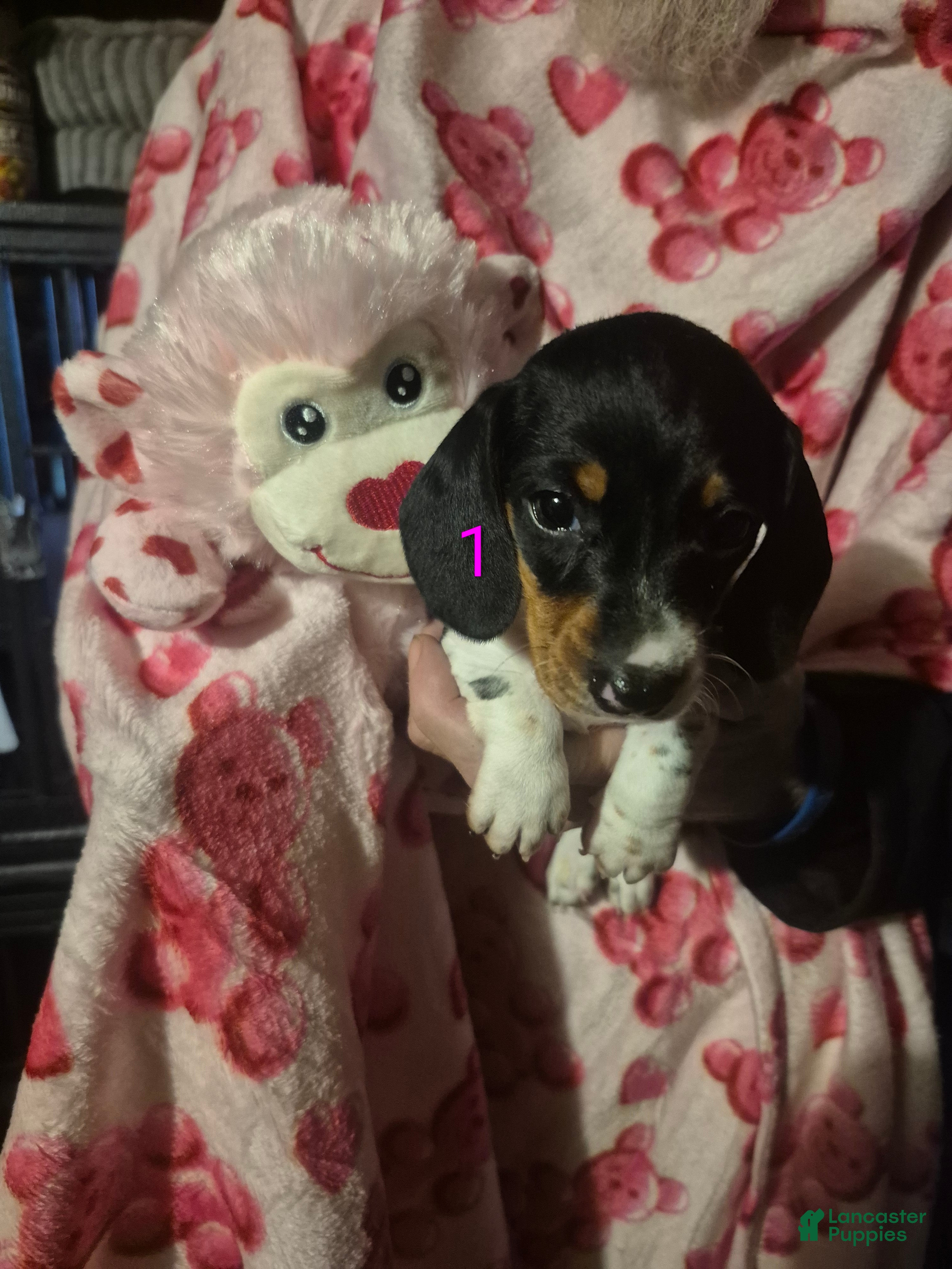 Miniature Dachshund dogs Miniature Dachshund Puppy 4 - Ad 15