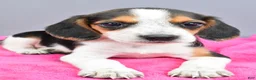 Beagle dogs for sale: Dixie - Ad 3