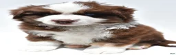 Miniature Australian Shepherd dogs for sale: Chandler - Ad 2
