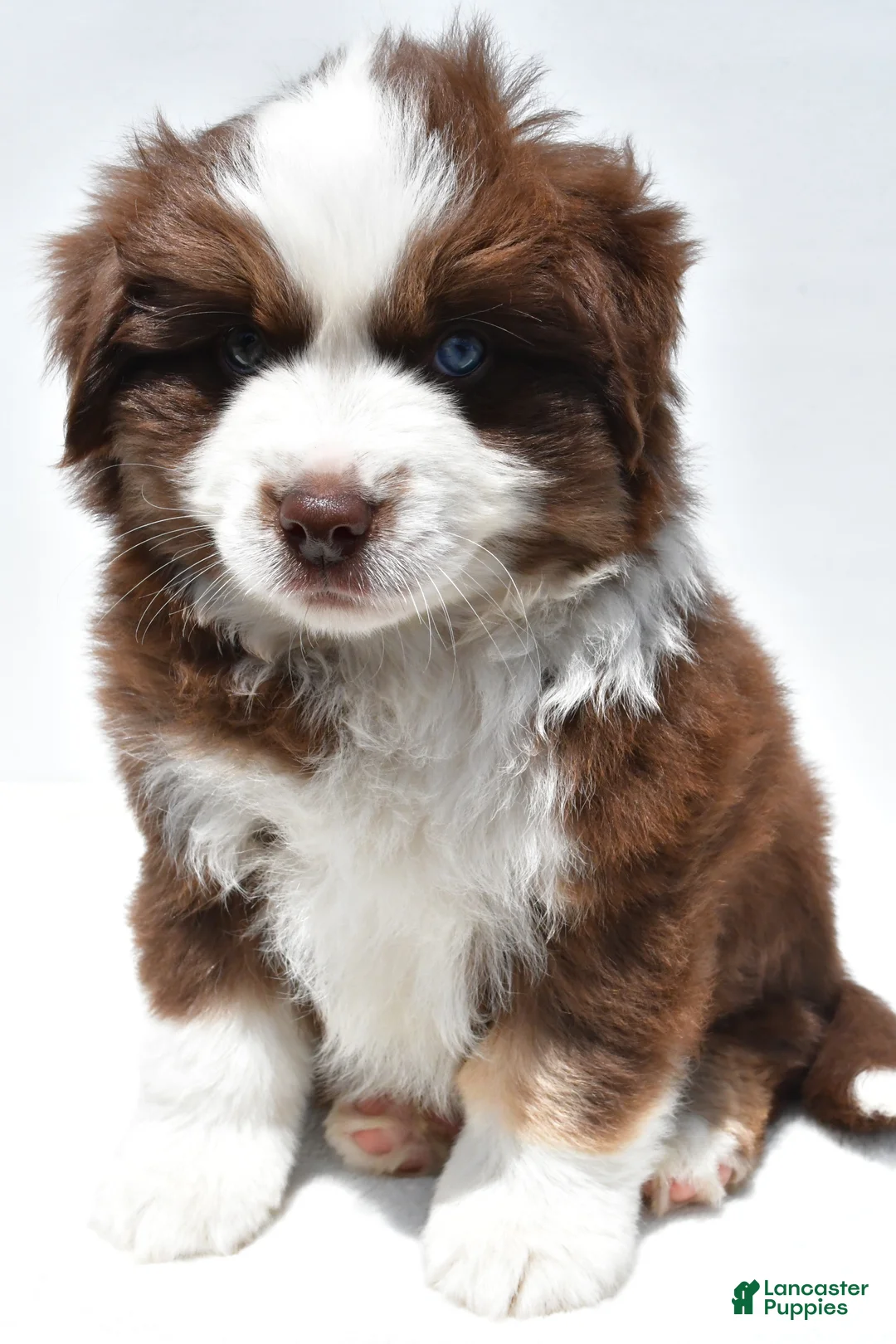 Miniature Australian Shepherd dogs for sale: Chandler - Ad 2