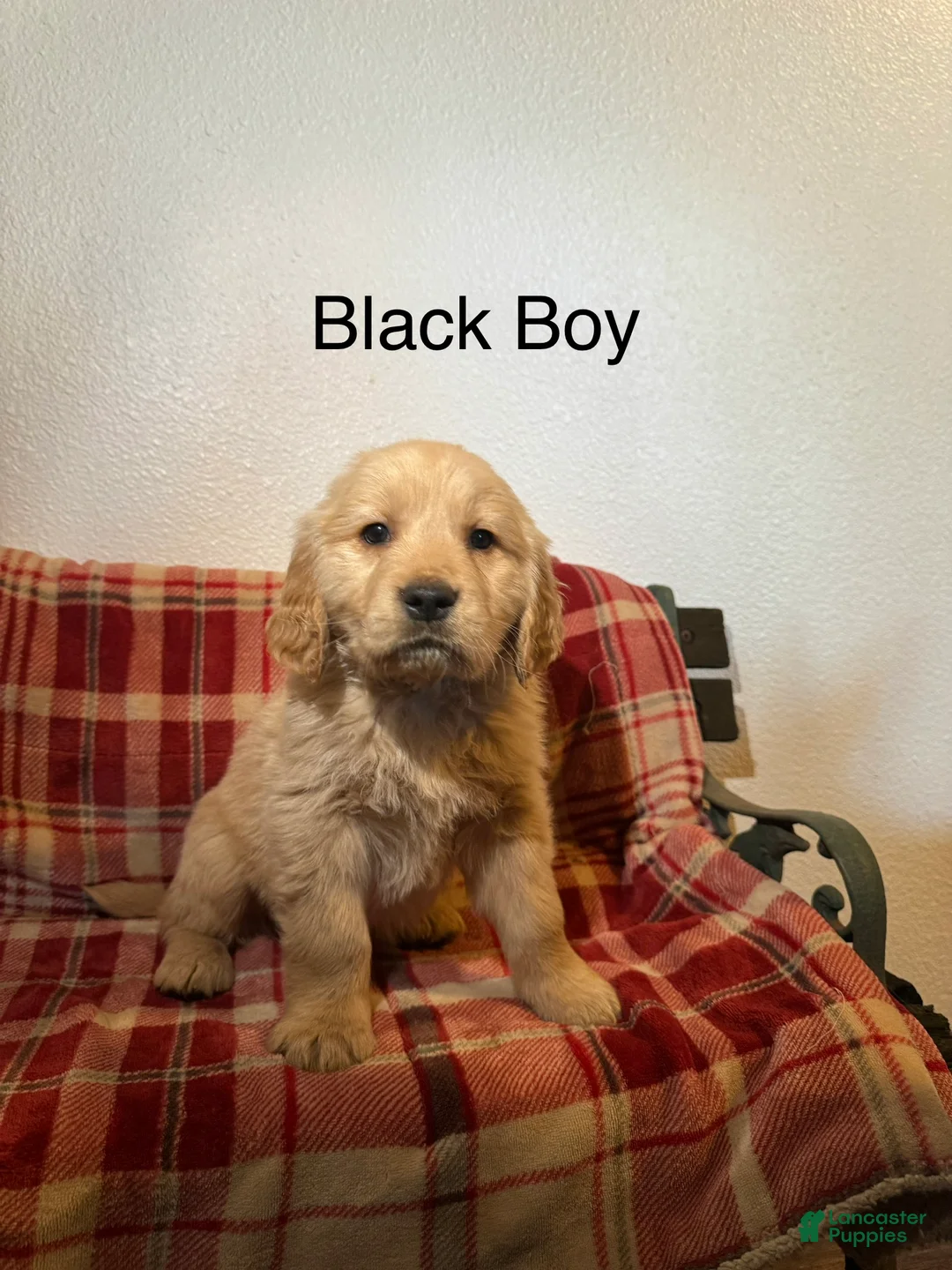 Golden Retriever dogs for sale: Black Collar Male - Ad 1