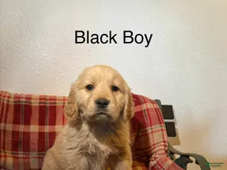 Golden Retriever dogs Black Collar Male - Ad 6
