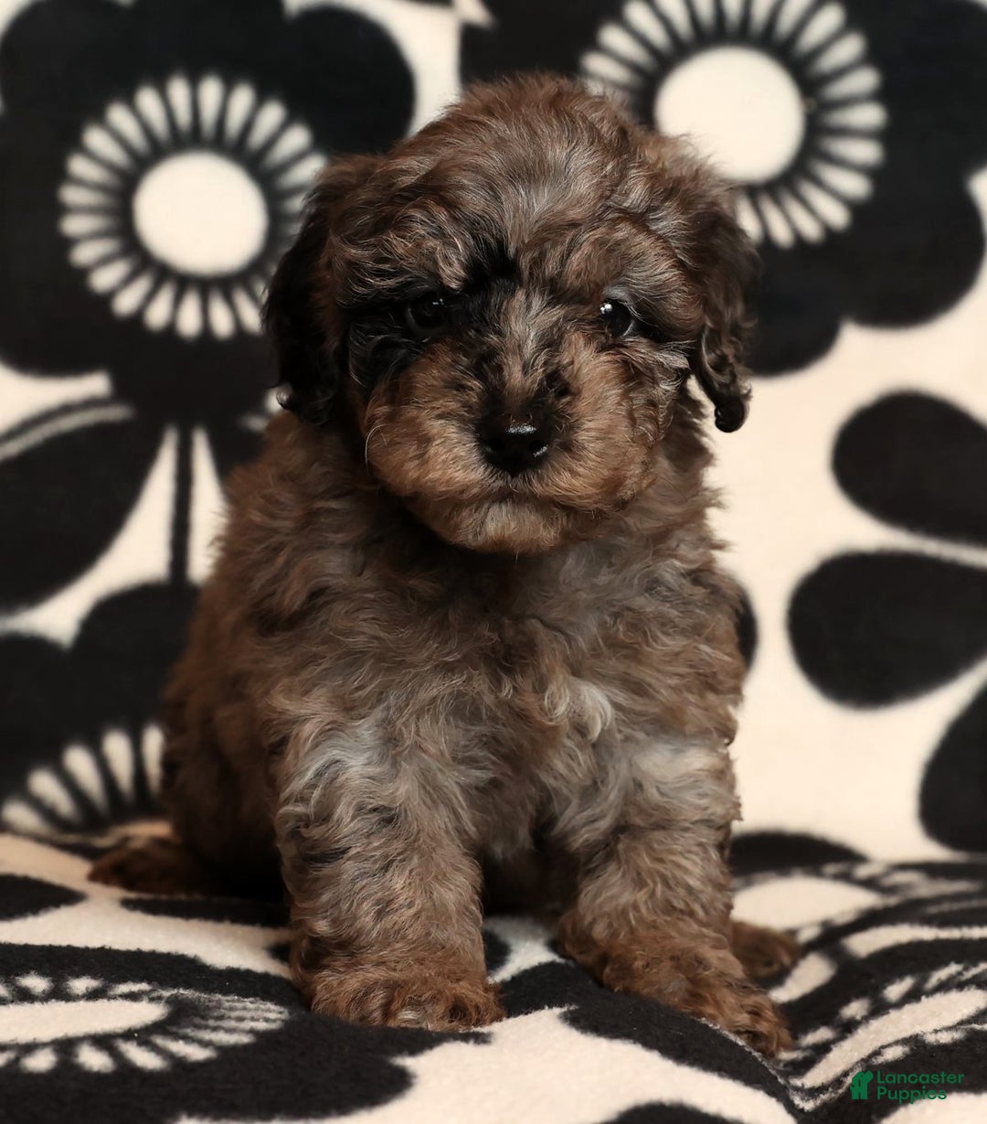 Miniature Poodle dogs for sale: Porter - Ad 6