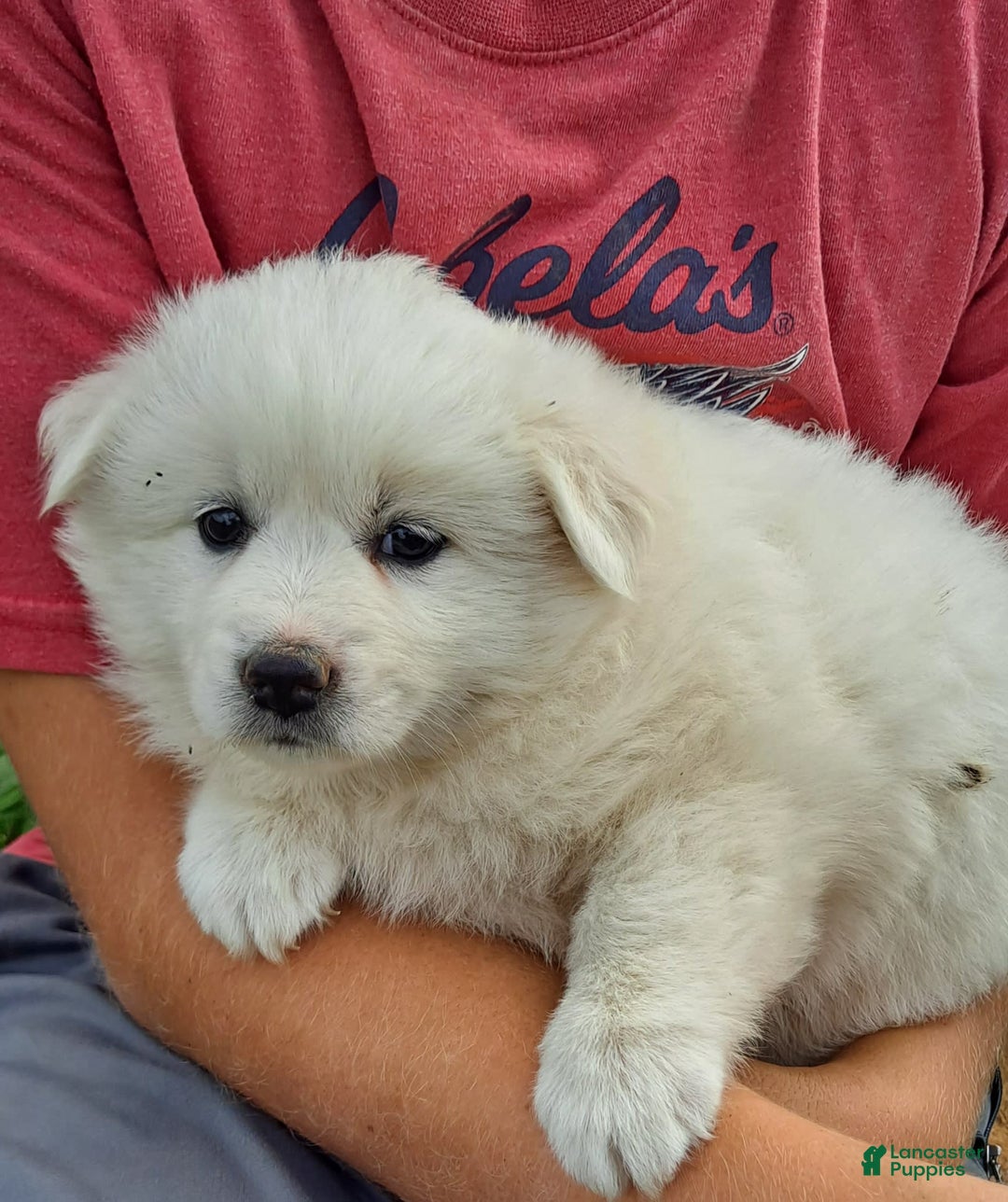 Eskimo Spitz Dog Baby American Eskimo Dog Baby Mini Eskimo Puppy