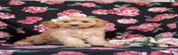 Cavapoo dogs for sale: Tootsie - Ad 3