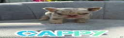 French Bulldog dogs for sale: Cappy - Ad 1