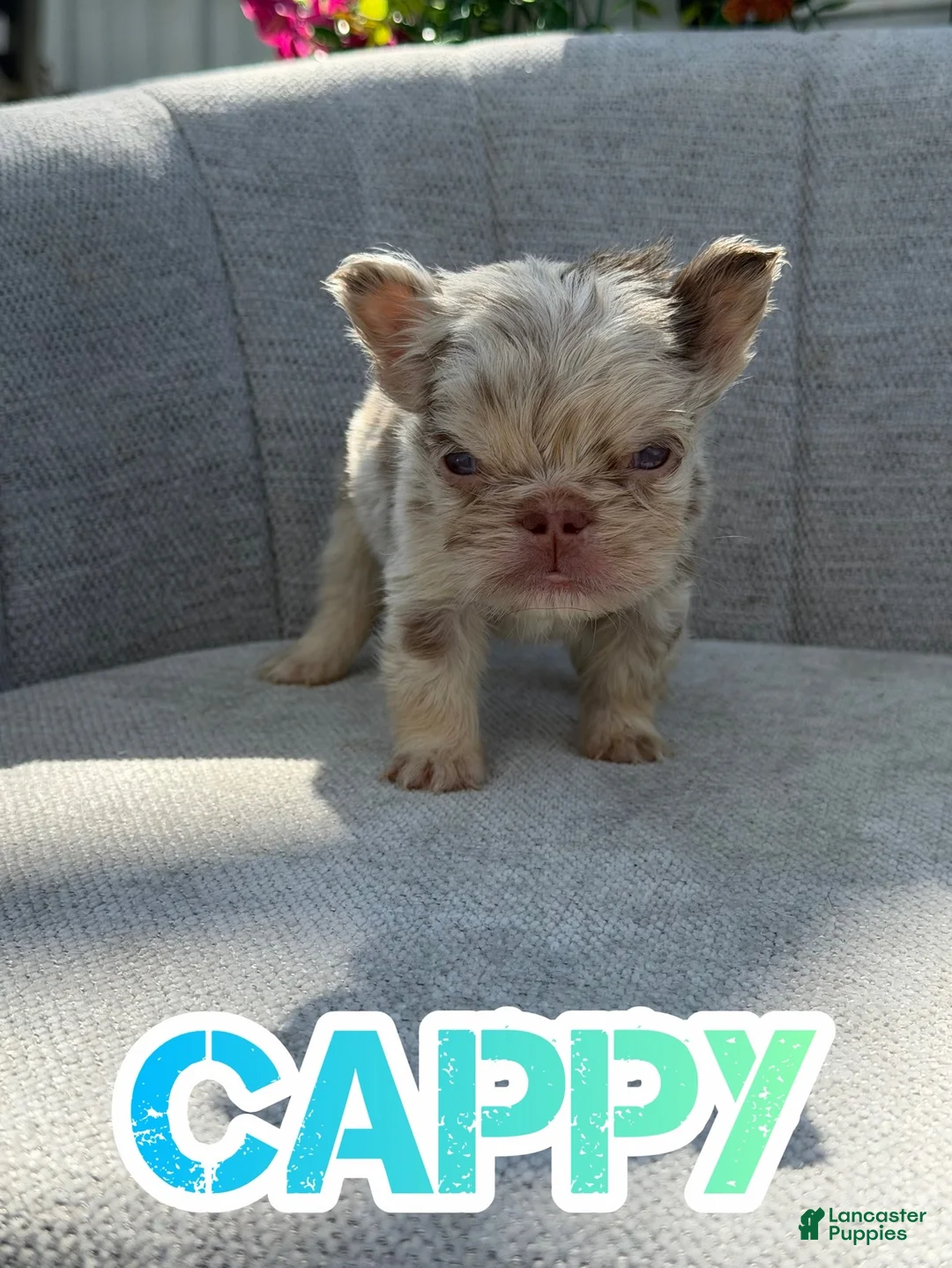 French Bulldog dogs for sale: Cappy - Ad 1