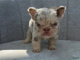 French Bulldog dogs Cappy - Ad 1