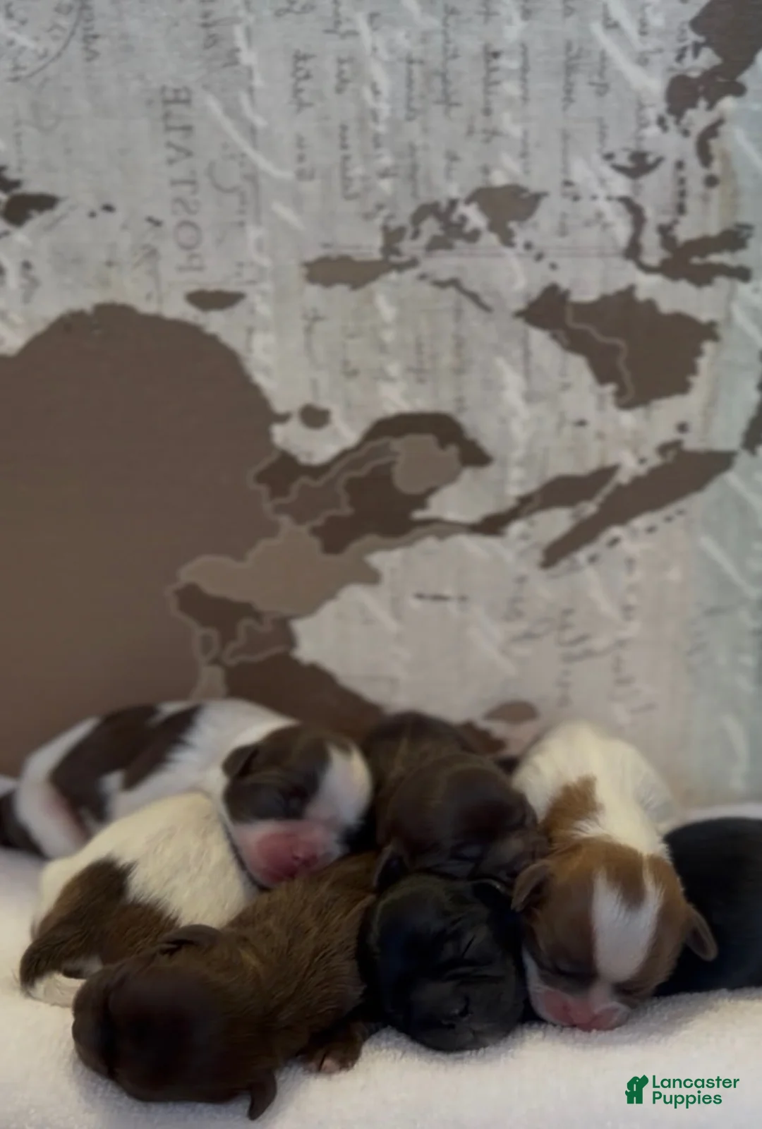 Shih Tzu dogs for sale: Shih Tzu (CUPPY) - Ad 3