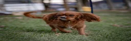 Cavalier King Charles Spaniel dogs for sale: Jasper Cavalier King Charles Spaniel  - Ad 4