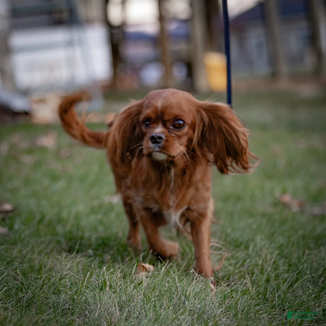 Cavalier King Charles Spaniel dogs for sale: Jasper Cavalier King Charles Spaniel  - Ad 4