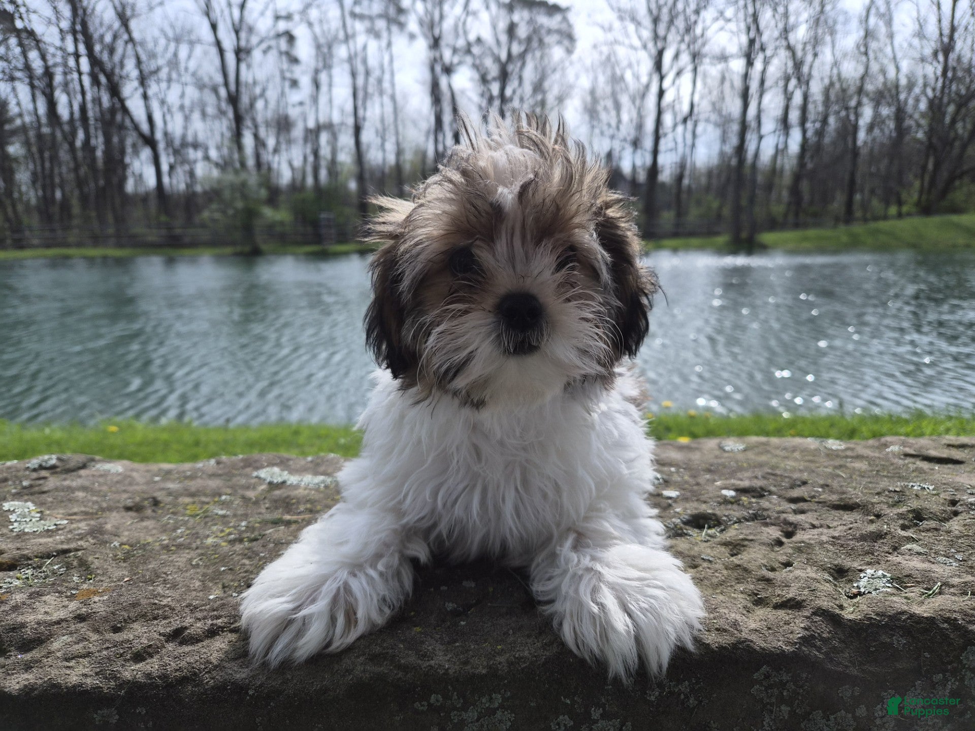 Shorkie dogs Cash - Ad 2