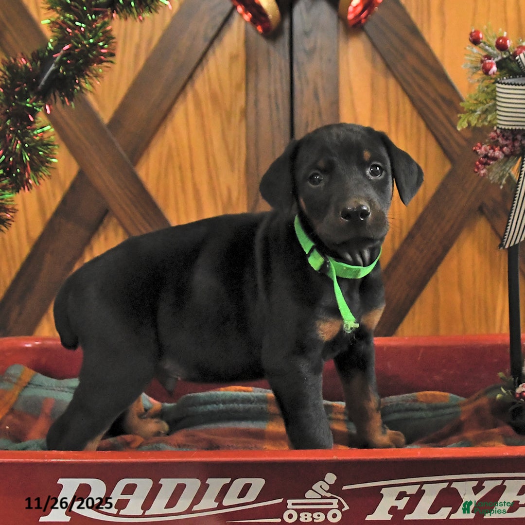 Doberman Pinscher dogs for sale: Mack  - Ad 4