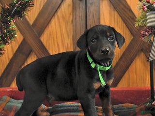 Doberman Pinscher dogs Mack - Ad 13