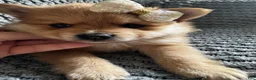 Pomeranian dogs for sale: Jasmine - Ad 2