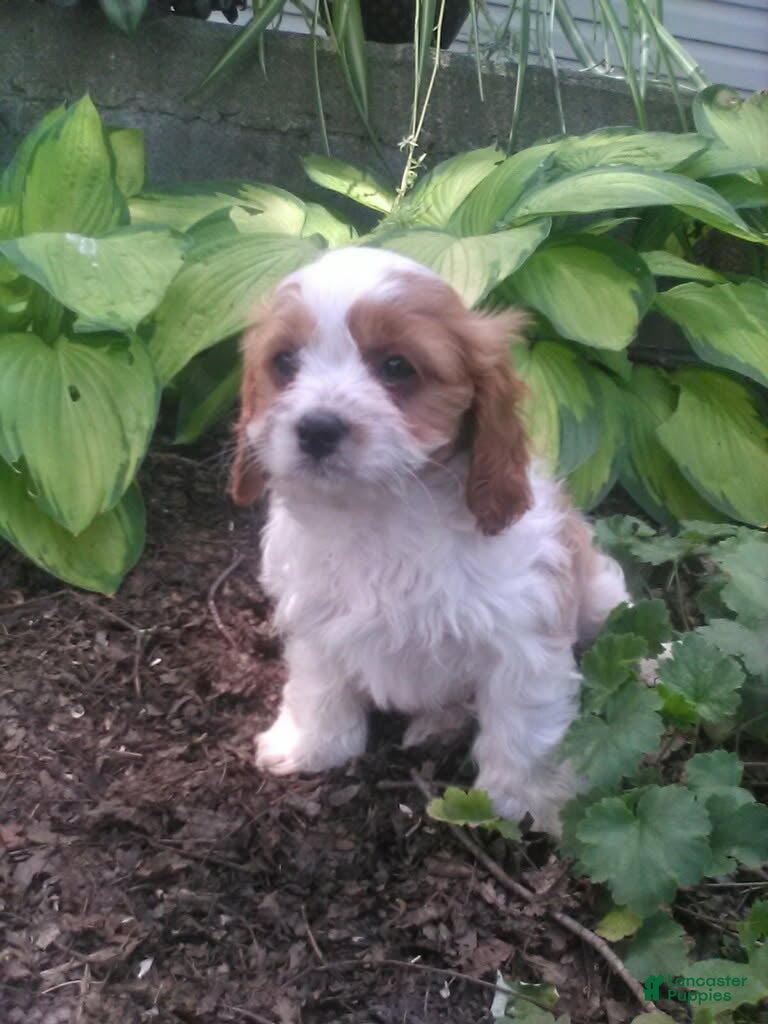 Cavapoo dogs Dixie - Ad 2