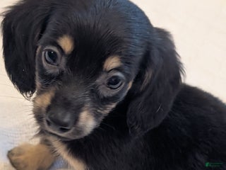 Miniature Dachshund dogs - Ad 2