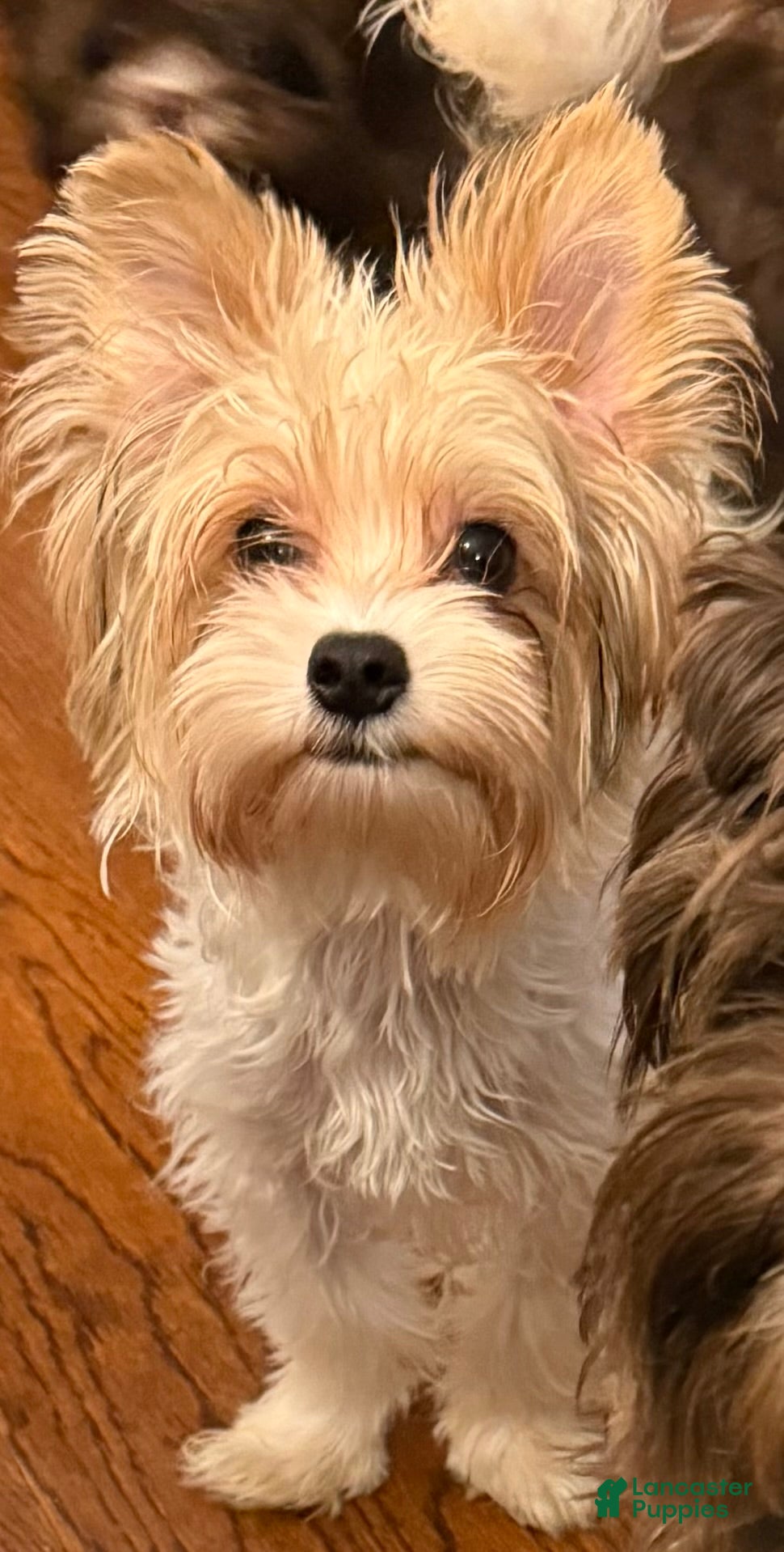 Yorkshire Terrier dogs Blaze - Ad 2