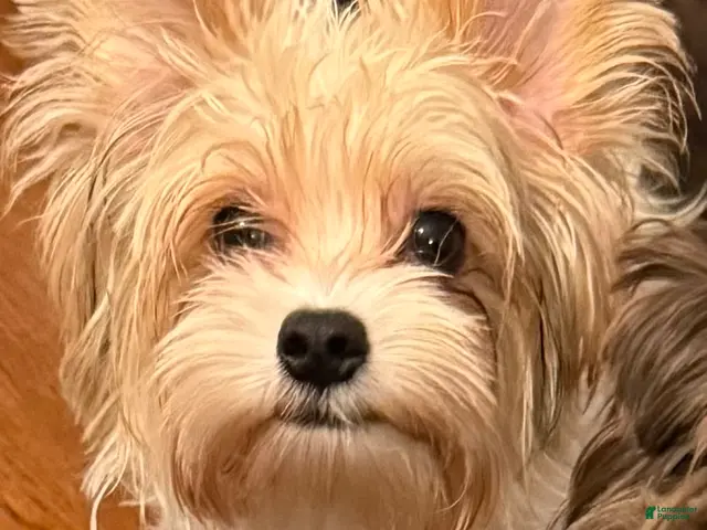 Yorkshire Terrier dogs for sale: Blaze - Ad 2