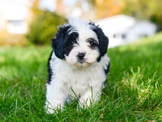 Teddy Bear dogs - Ad 11