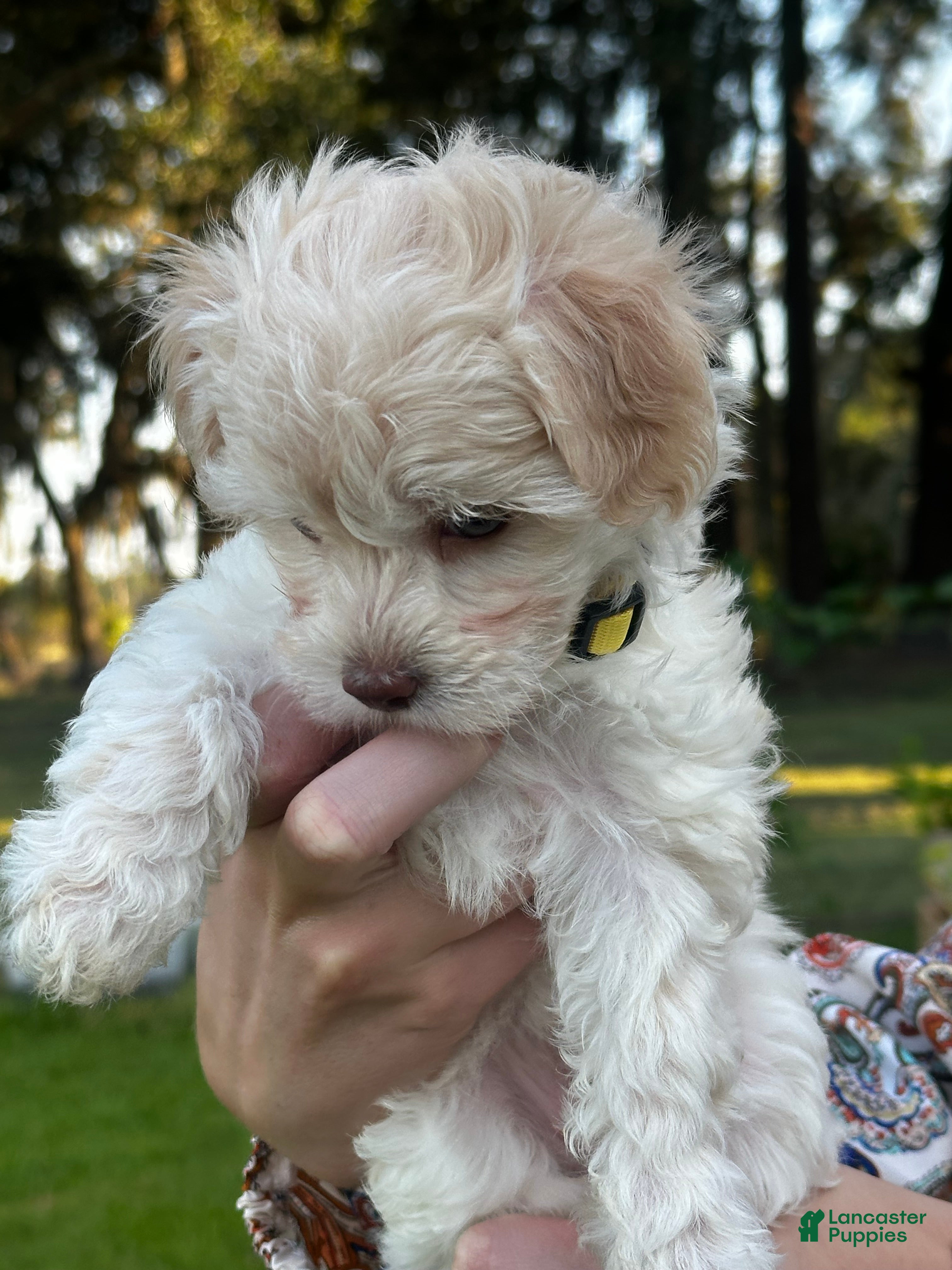 Maltipoo dogs Betsie - Ad 2