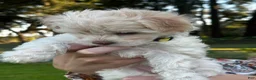 Maltipoo dogs for sale: Betsie - Ad 2