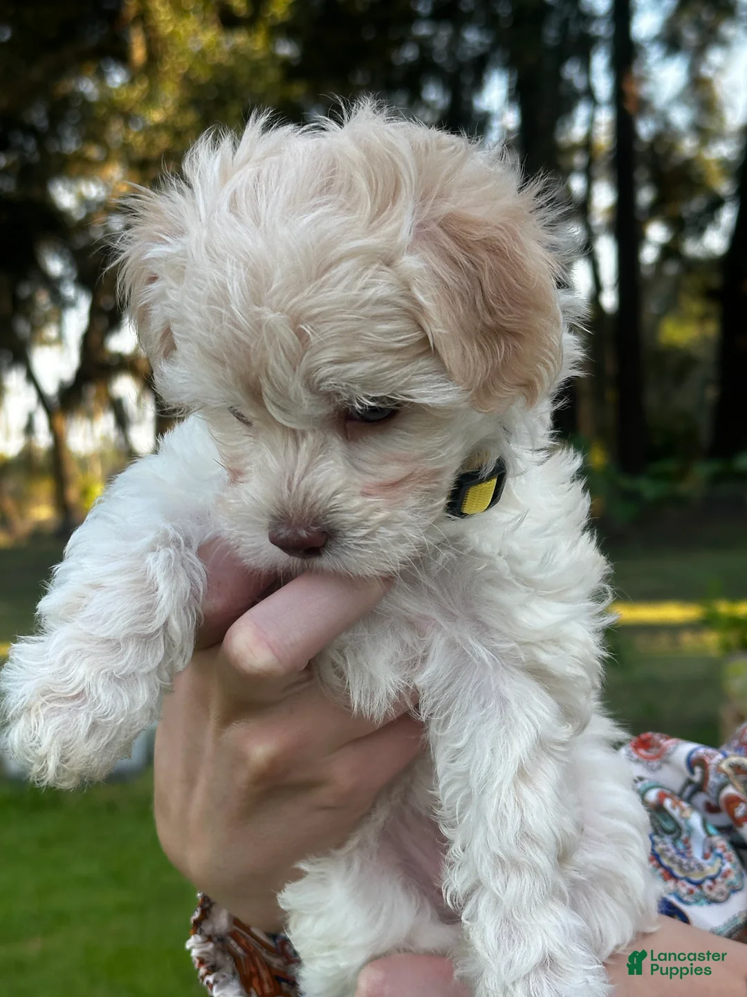 Maltipoo dogs for sale: Betsie - Ad 2