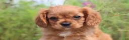Cavalier King Charles Spaniel dogs for sale: Sammie - Ad 4