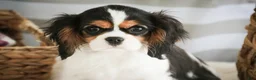 Cavalier King Charles Spaniel dogs for sale: Cherry - Ad 2