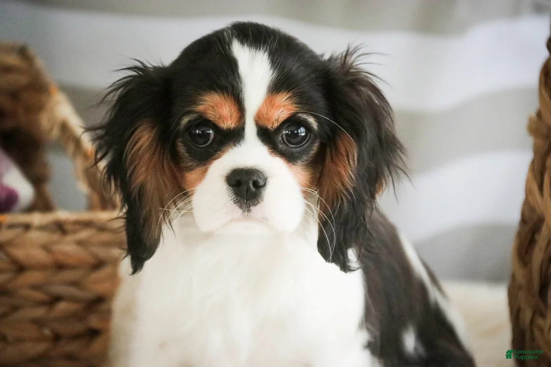 Cavalier King Charles Spaniel dogs for sale: Cherry - Ad 2
