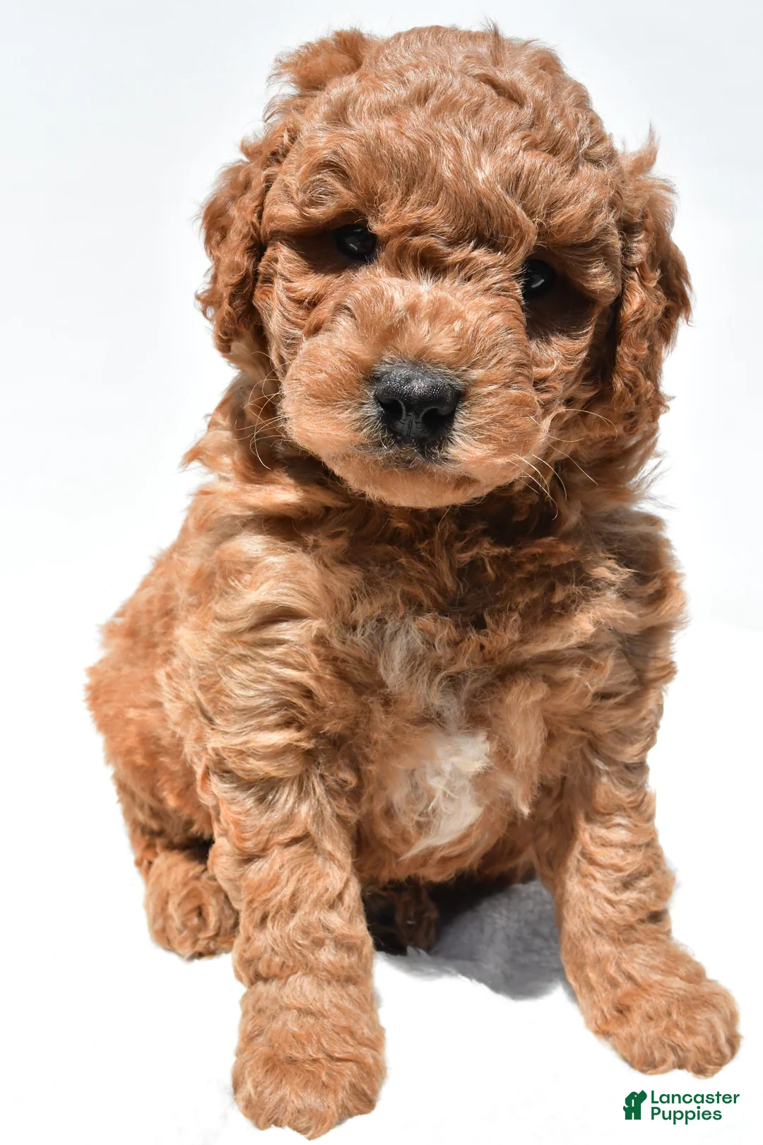 Mini Goldendoodle dogs for sale: Hayes - Ad 1