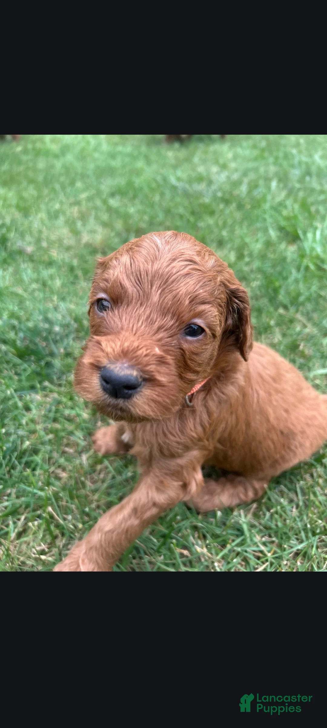 Goldendoodle dogs for sale: Eddie - Ad 1