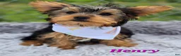 Yorkshire Terrier dogs for sale: Henry - Ad 2
