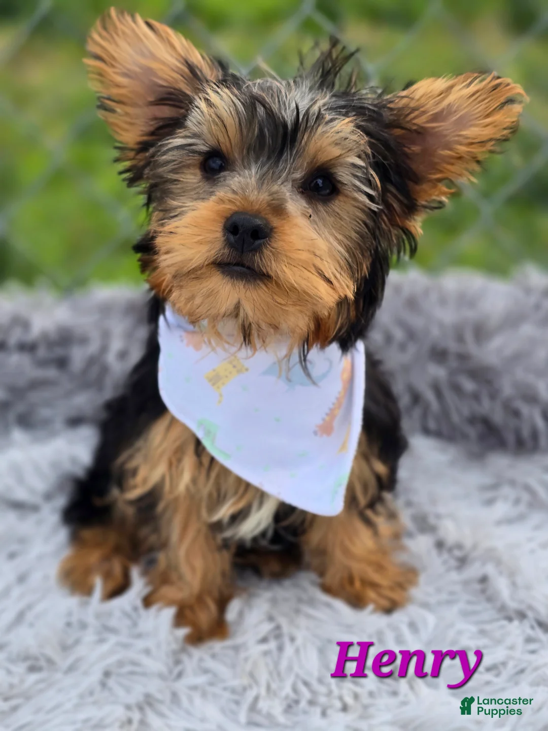 Yorkshire Terrier dogs for sale: Henry - Ad 2
