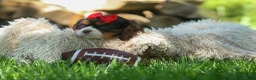 Cavalier King Charles Spaniel dogs for sale: Bentley 🐾🐶 - Ad 2