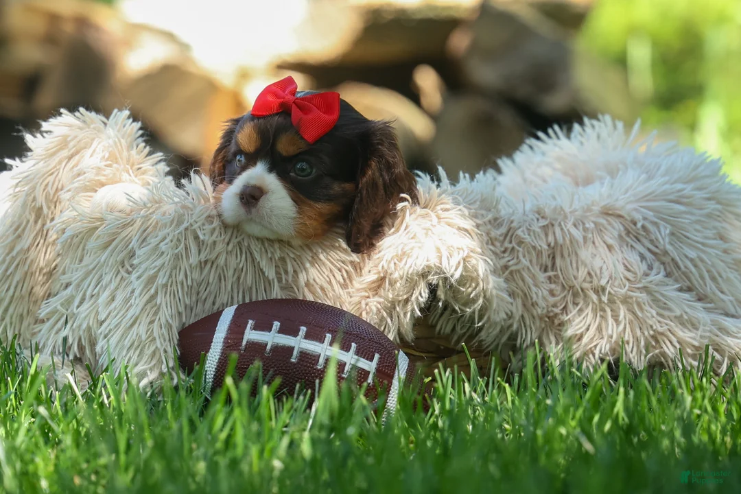 Cavalier King Charles Spaniel dogs for sale: Bentley 🐾🐶 - Ad 2