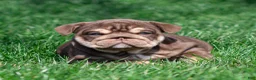 English Bulldog dogs for sale: Sable Manroe English Bulldog Puppy  - Ad 20