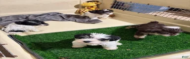Miniature Schnauzer 2
