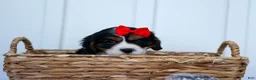 Cavalier King Charles Spaniel dogs for sale: Winston 🐶 - Ad 2