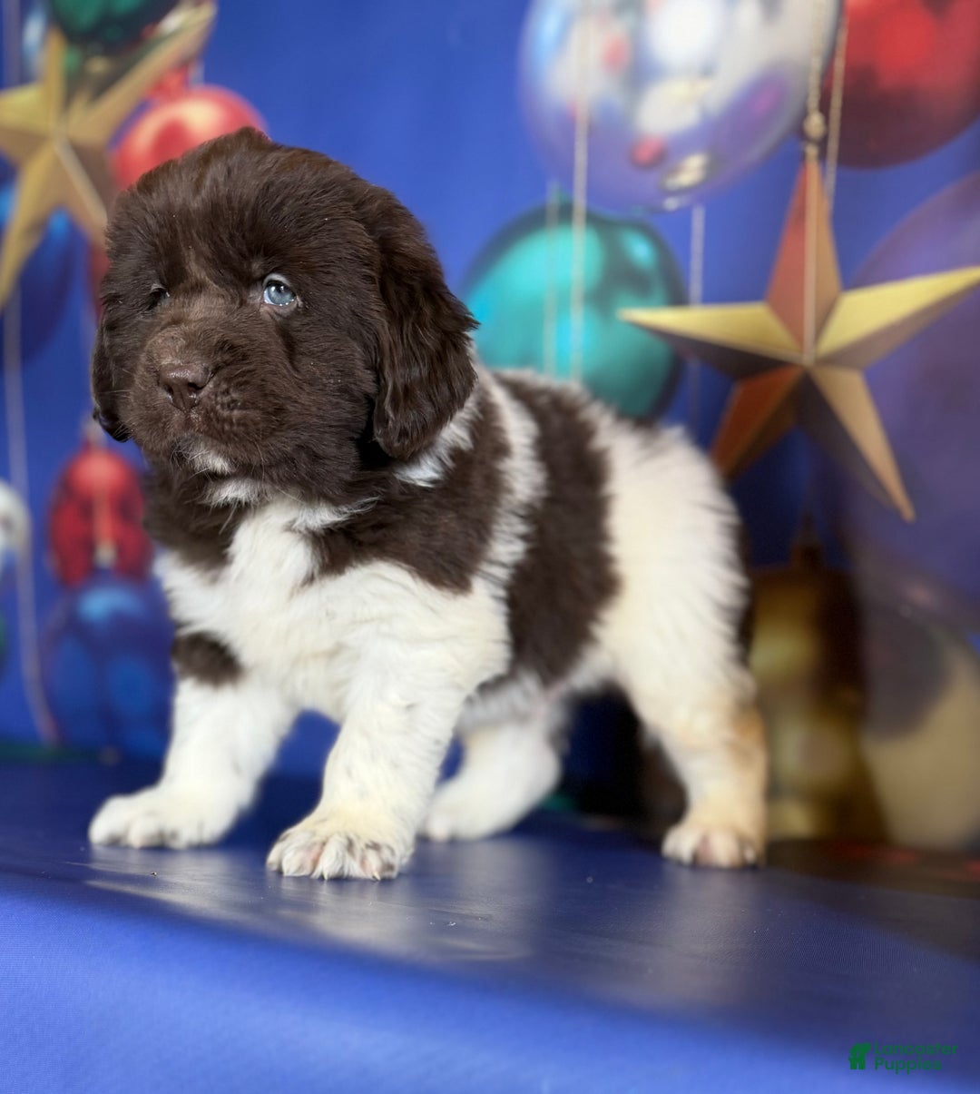 Mixed Breed dogs for sale: Stanley OFA  - Ad 8