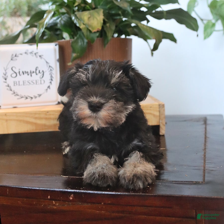 Miniature Schnauzer dogs Griffin - Ad 2