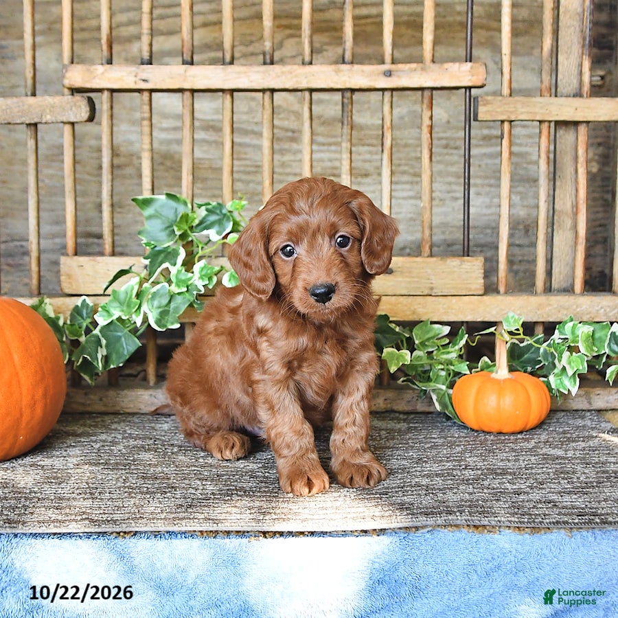 Mini Goldendoodle dogs for sale: Cade - Ad 2