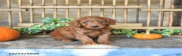 Mini Goldendoodle dogs for sale: Cade - Ad 2