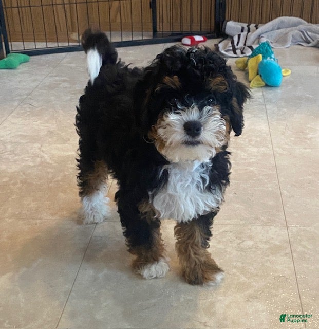 Mini Bernedoodle dogs Jack - Ad 2