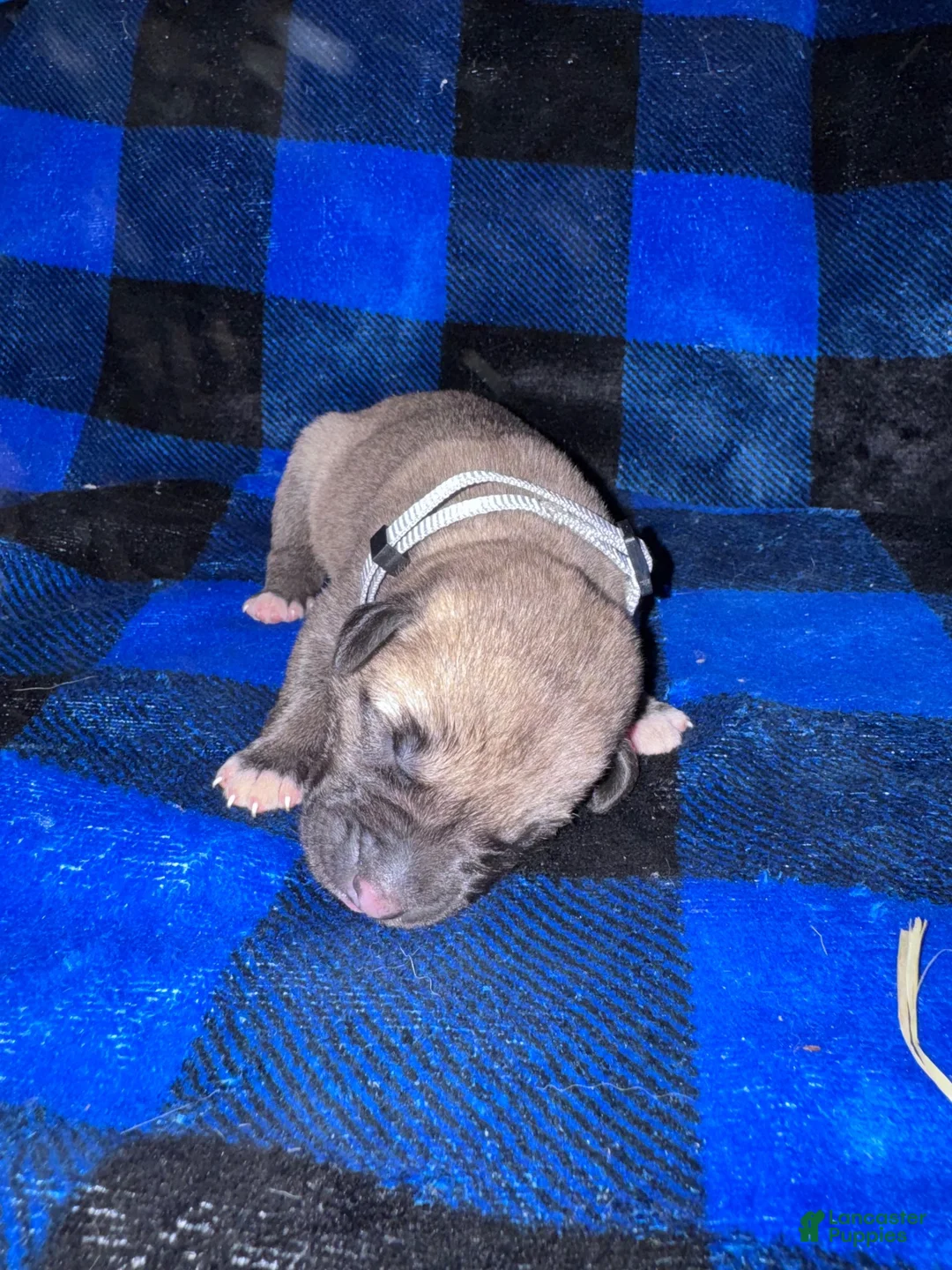 Mixed Breed dogs for sale: Anatolian/ Kangal- Gray - Ad 1