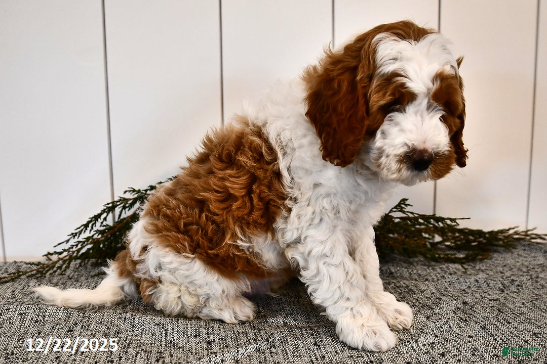 Mini Goldendoodle dogs for sale: Starlight - Ad 3