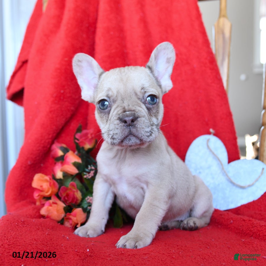 French Bulldog dogs Boston - Ad 5